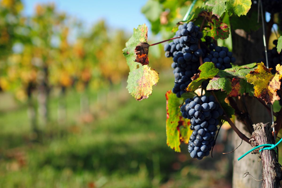 A Complete Guide To Petit Verdot