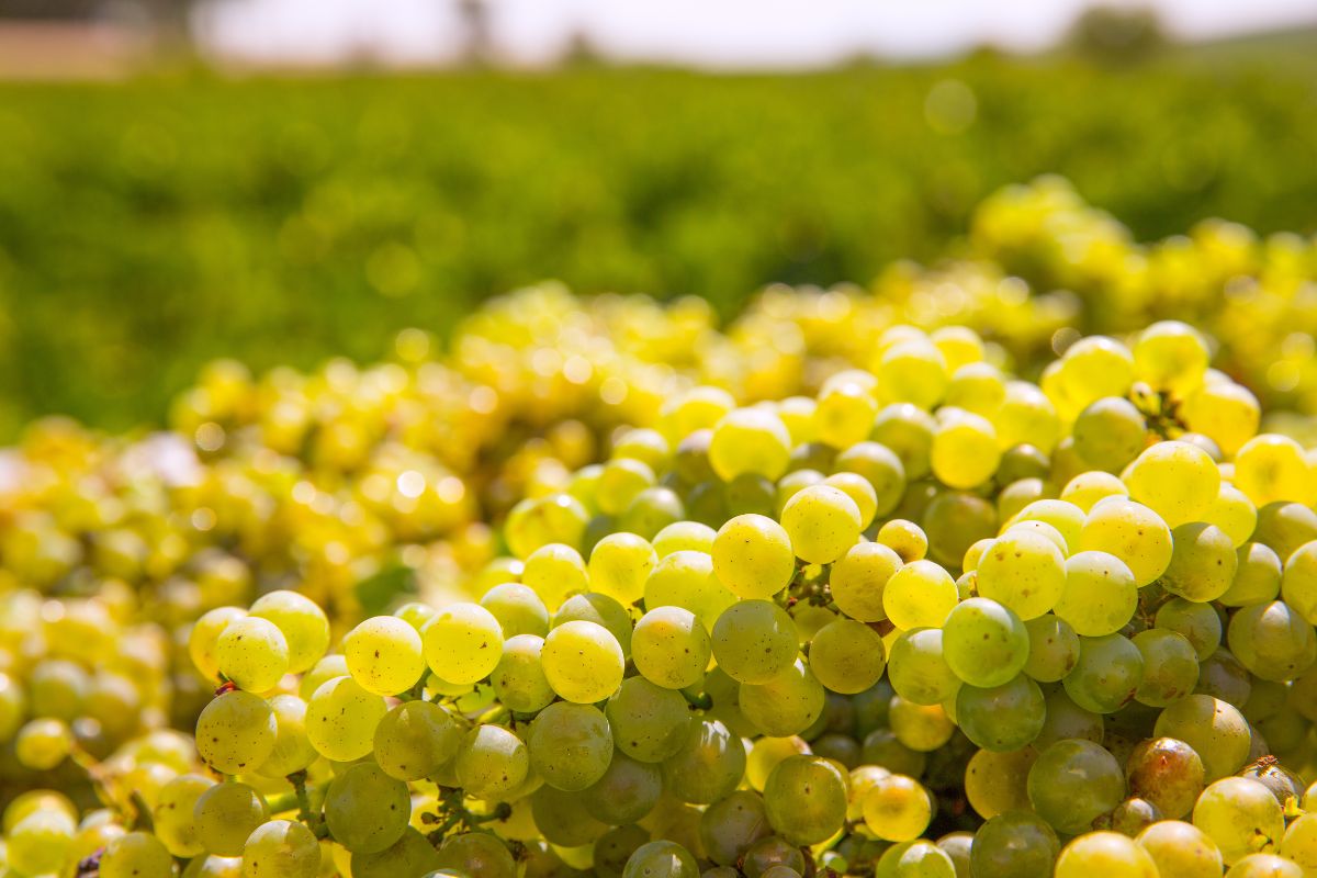 Can Chardonnay Be Red? Everything You Need To Know!