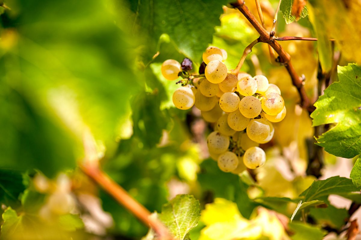 Everything You Need To Know About Chardonnay’s Calories (1)