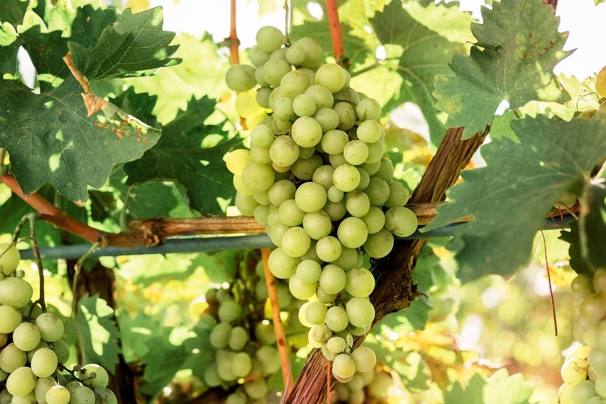 Everything You Need To Know About Sauvignon Blanc (1)