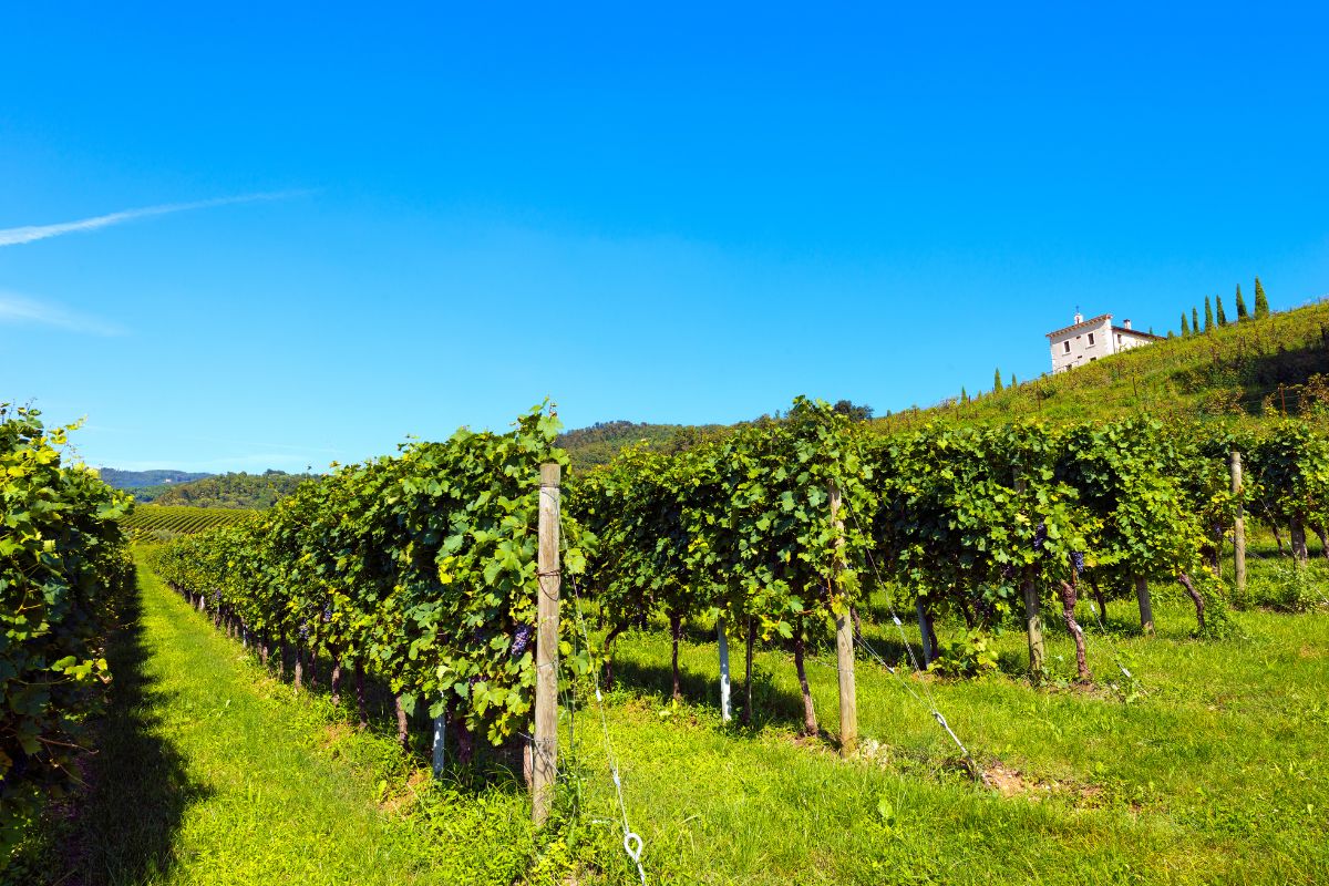 Italian Wines: The Complete Guide