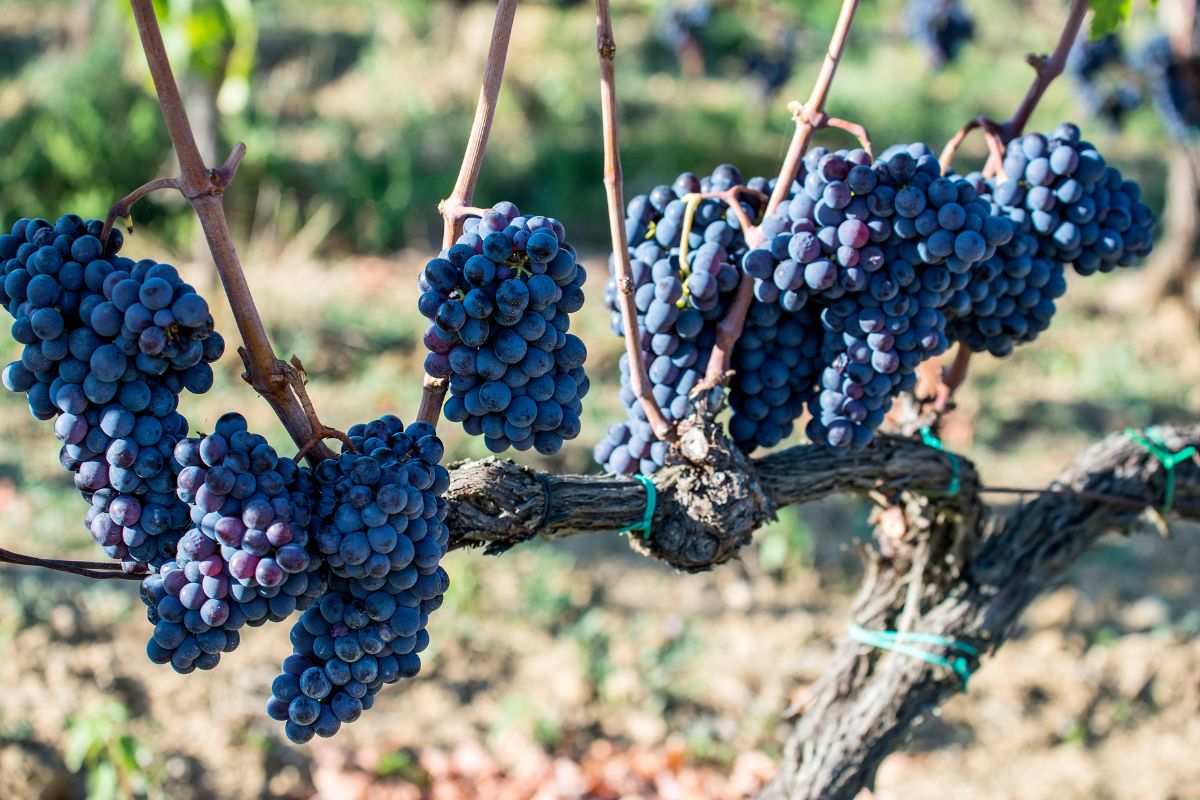 Sangiovese VS Chianti: What’s The Difference? (1)