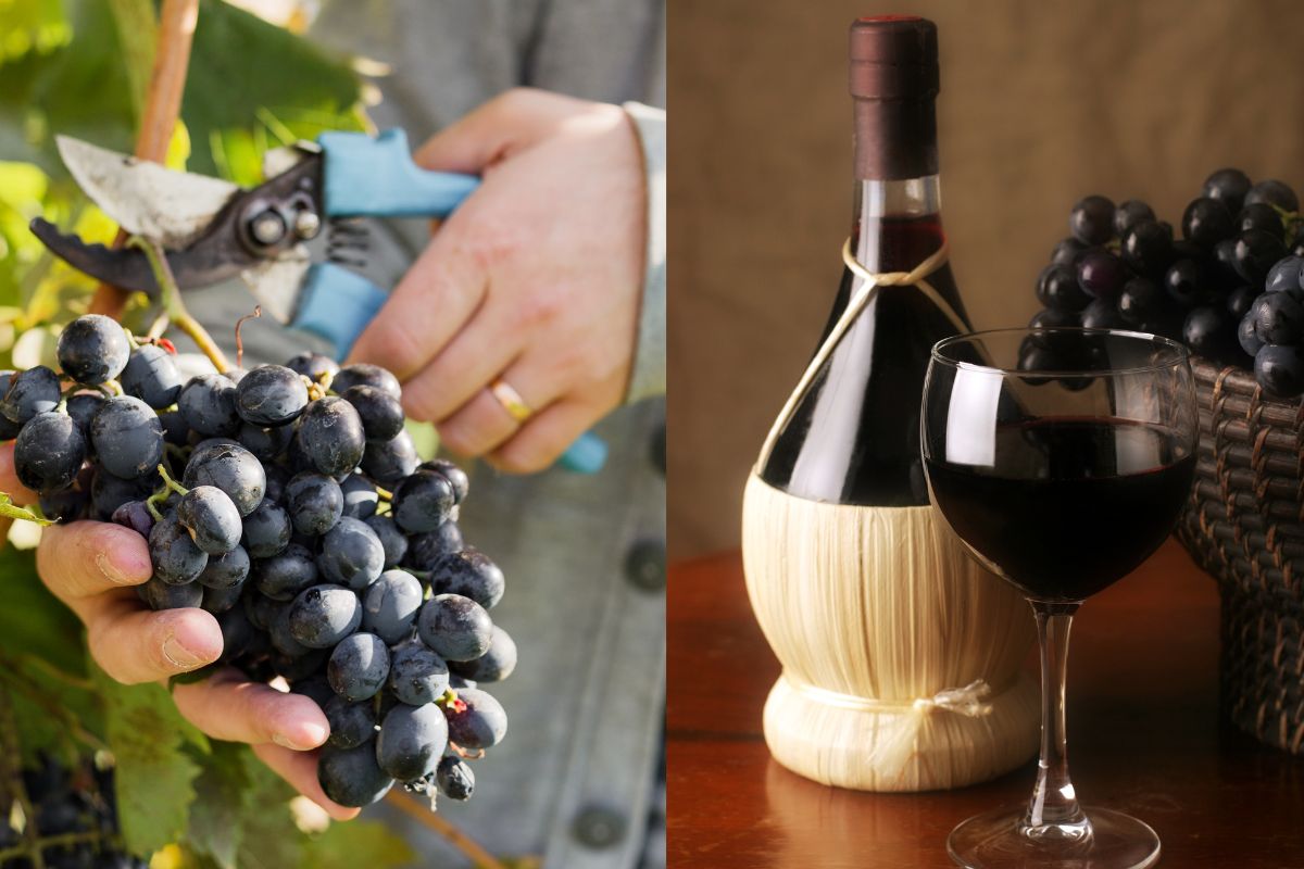 Sangiovese VS Chianti: What’s The Difference?